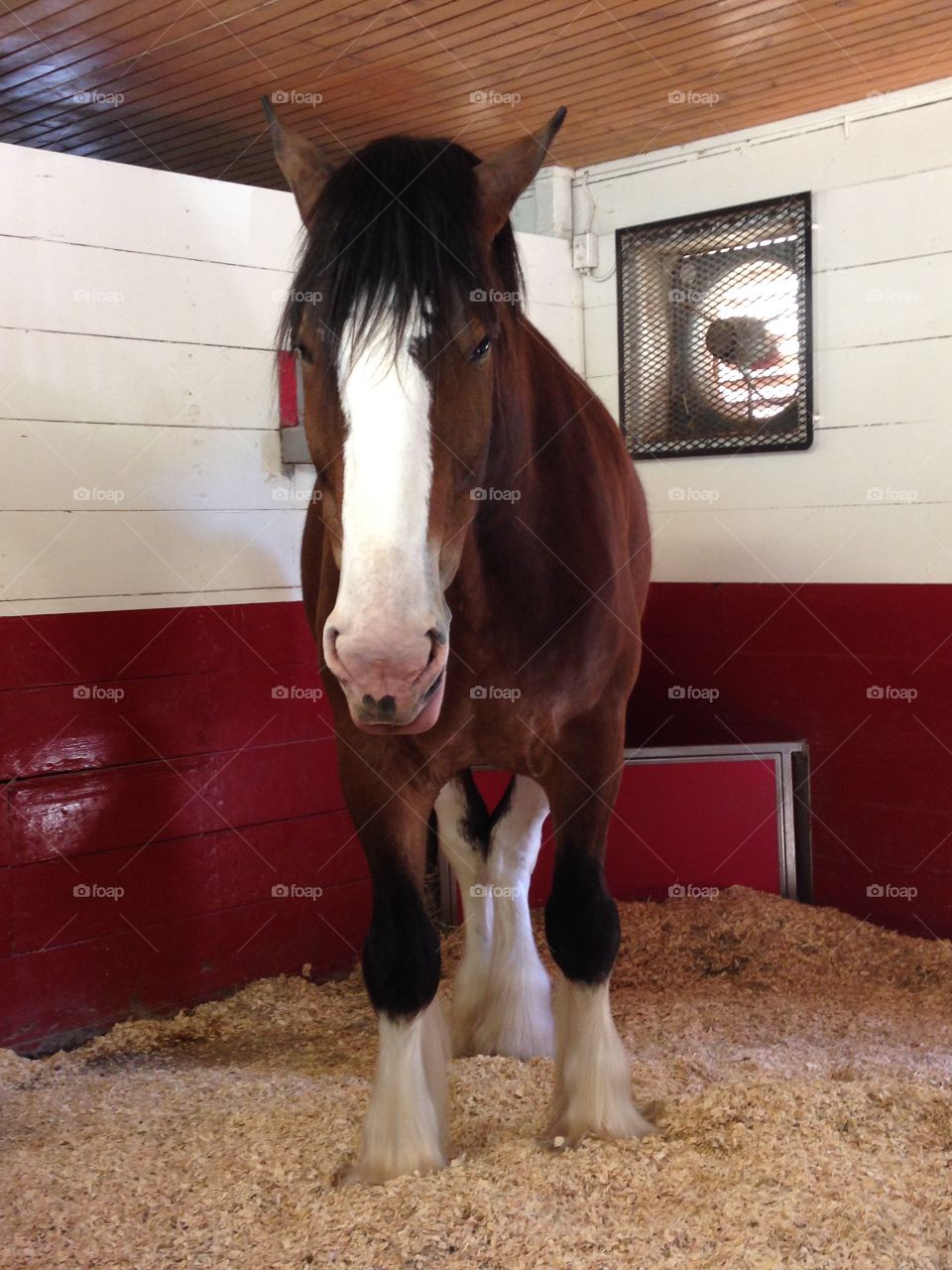 Clydesdale 