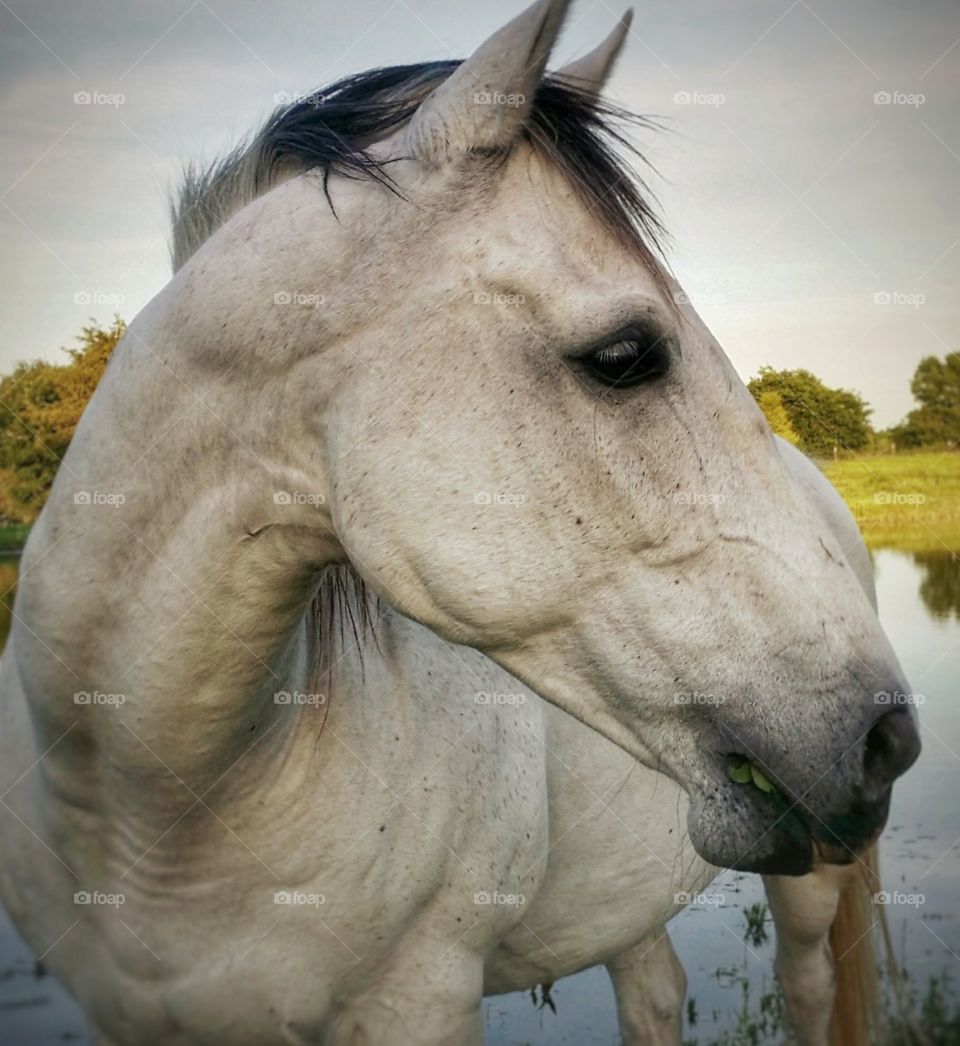 Gray Horse