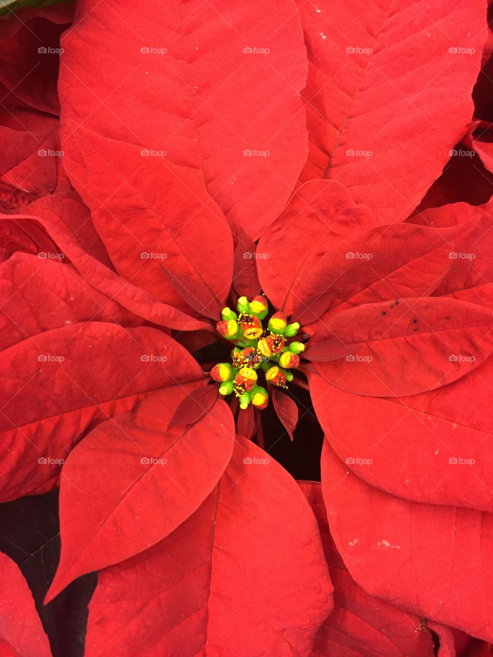 Poinsettia plant