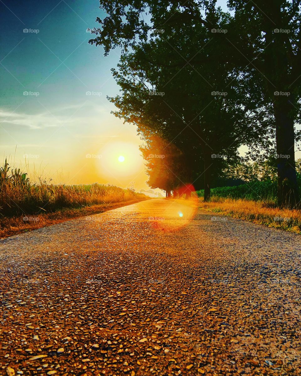 Concrete road lined by trees in a Countryside landscape leading towards a golden sunrise or sunset under a clear azure blue sky