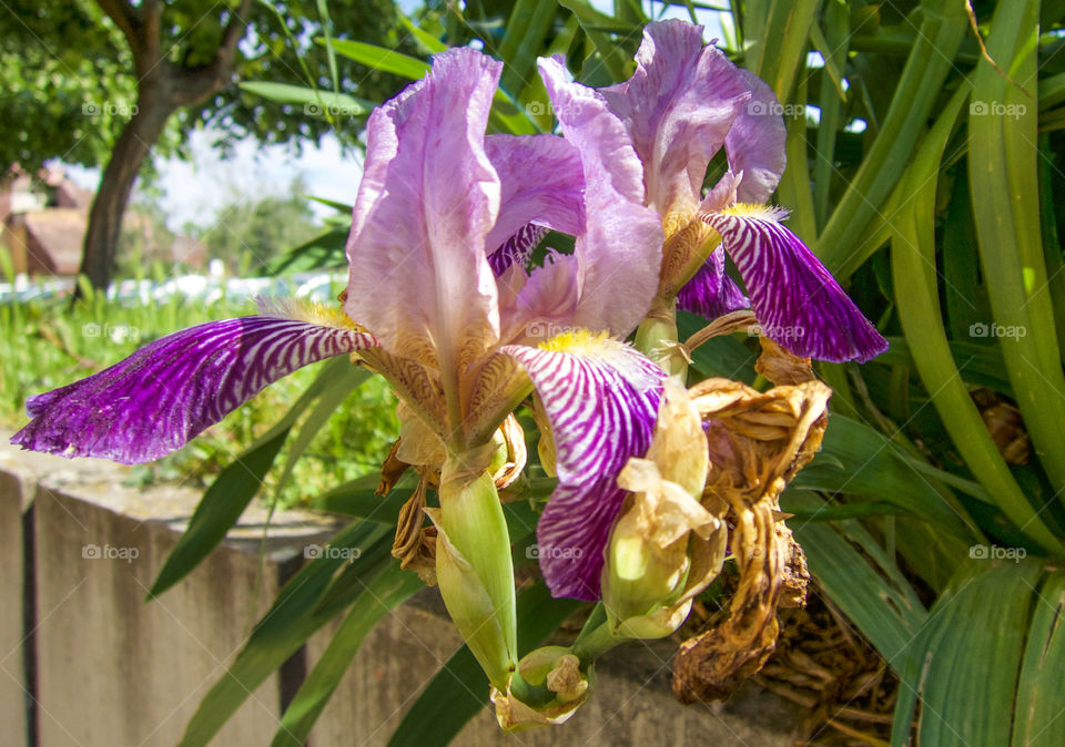 Iris flower. 