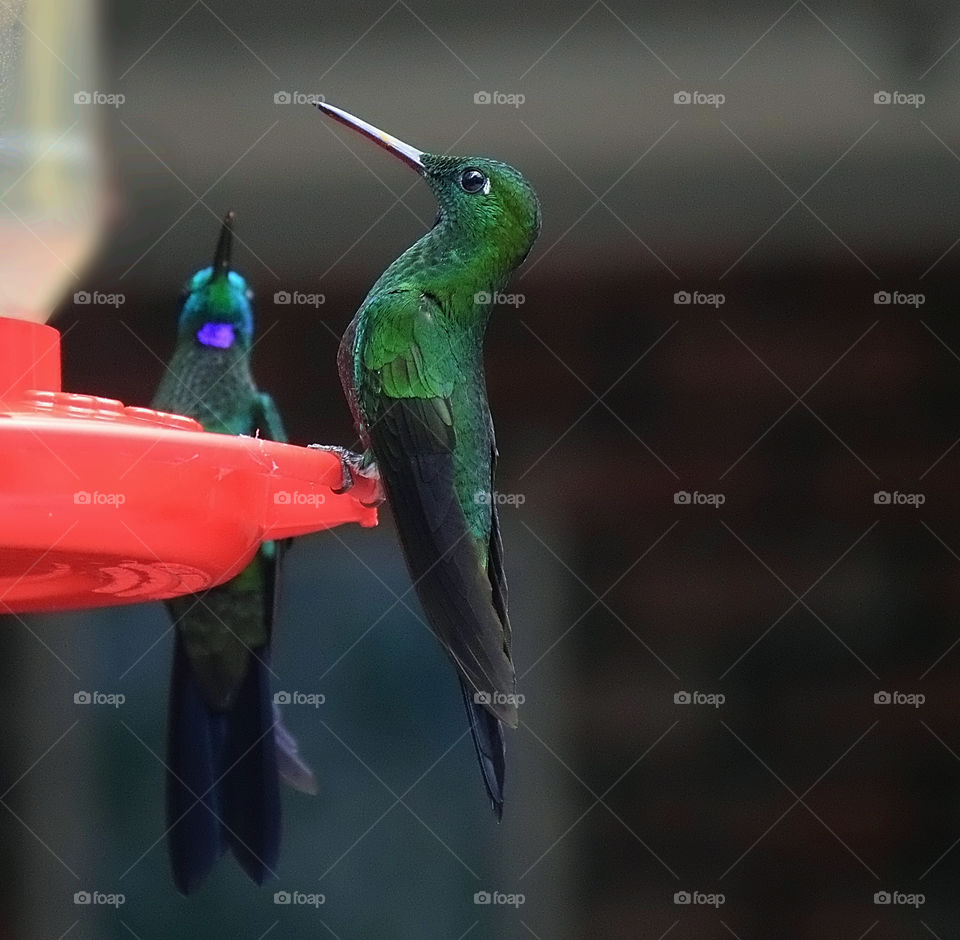 Humming birds perching on bird feeder