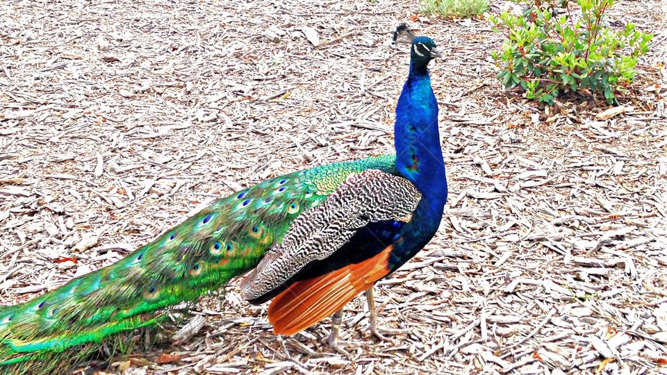 Bird, Peacock, Nature, Feather, Zoo
