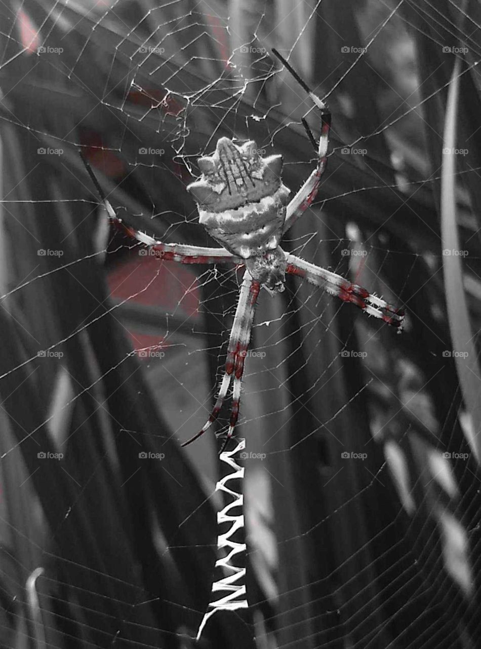 Spider