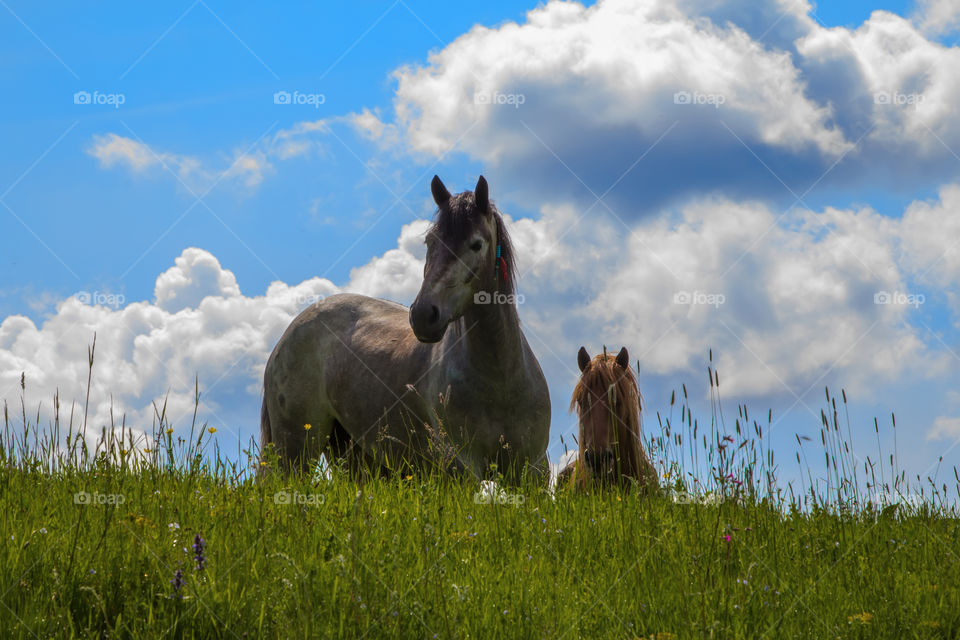 Two horses standing on grassy land