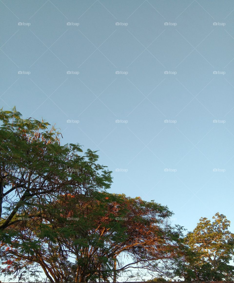 O Encanto das flores