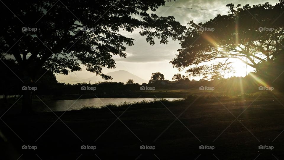 tree sunset