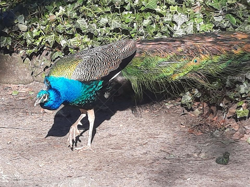 peacock in winter park