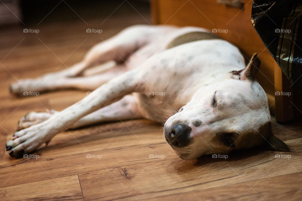 dog slipping in the hallway