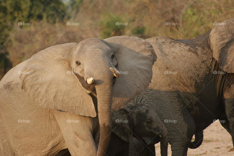 A territorial baby elephant 