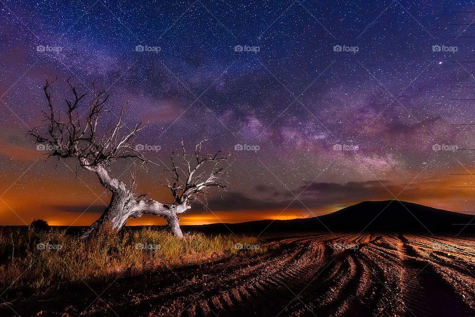 The dead tree and the milkyway