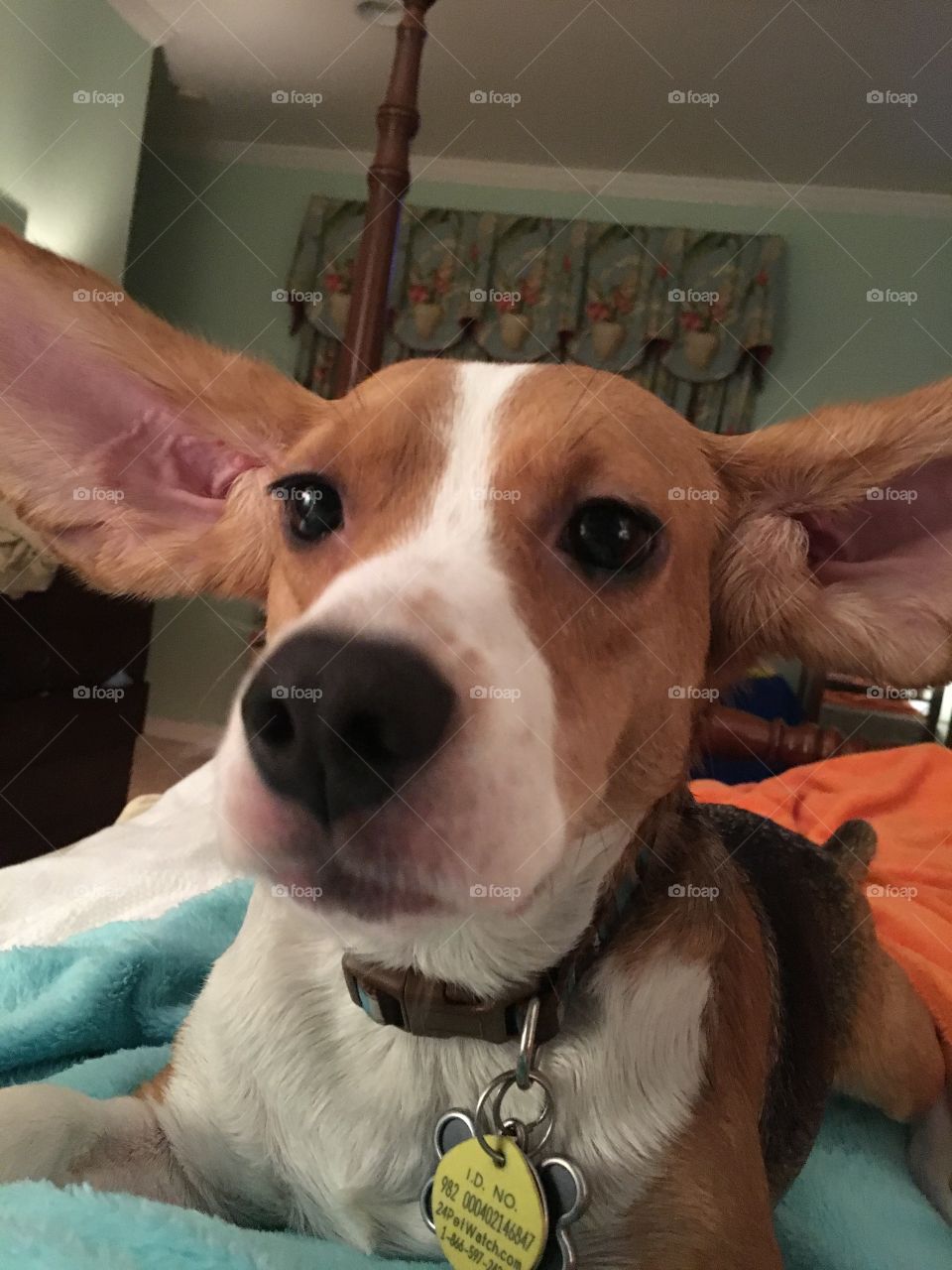 Beagle ready to take flight
