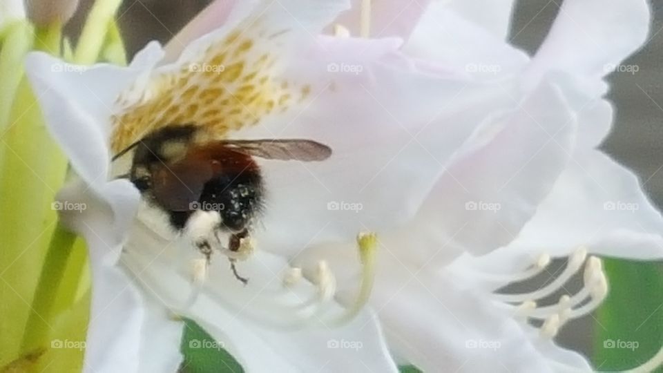 just a bee on a flower pt 3