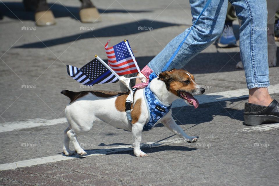 Walking with a dog 