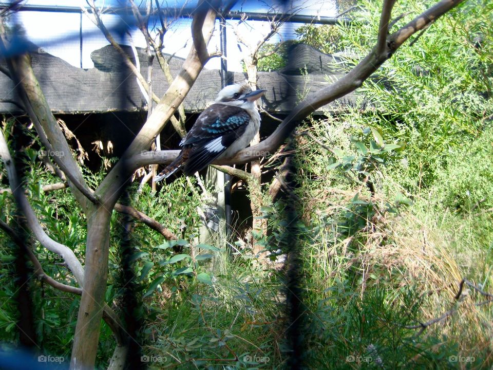 Between the Shadows. Bird on a Branch