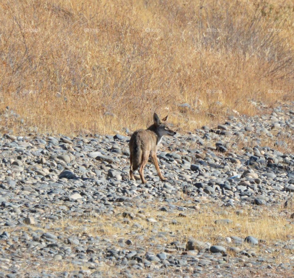 wild coyote along the riverbank