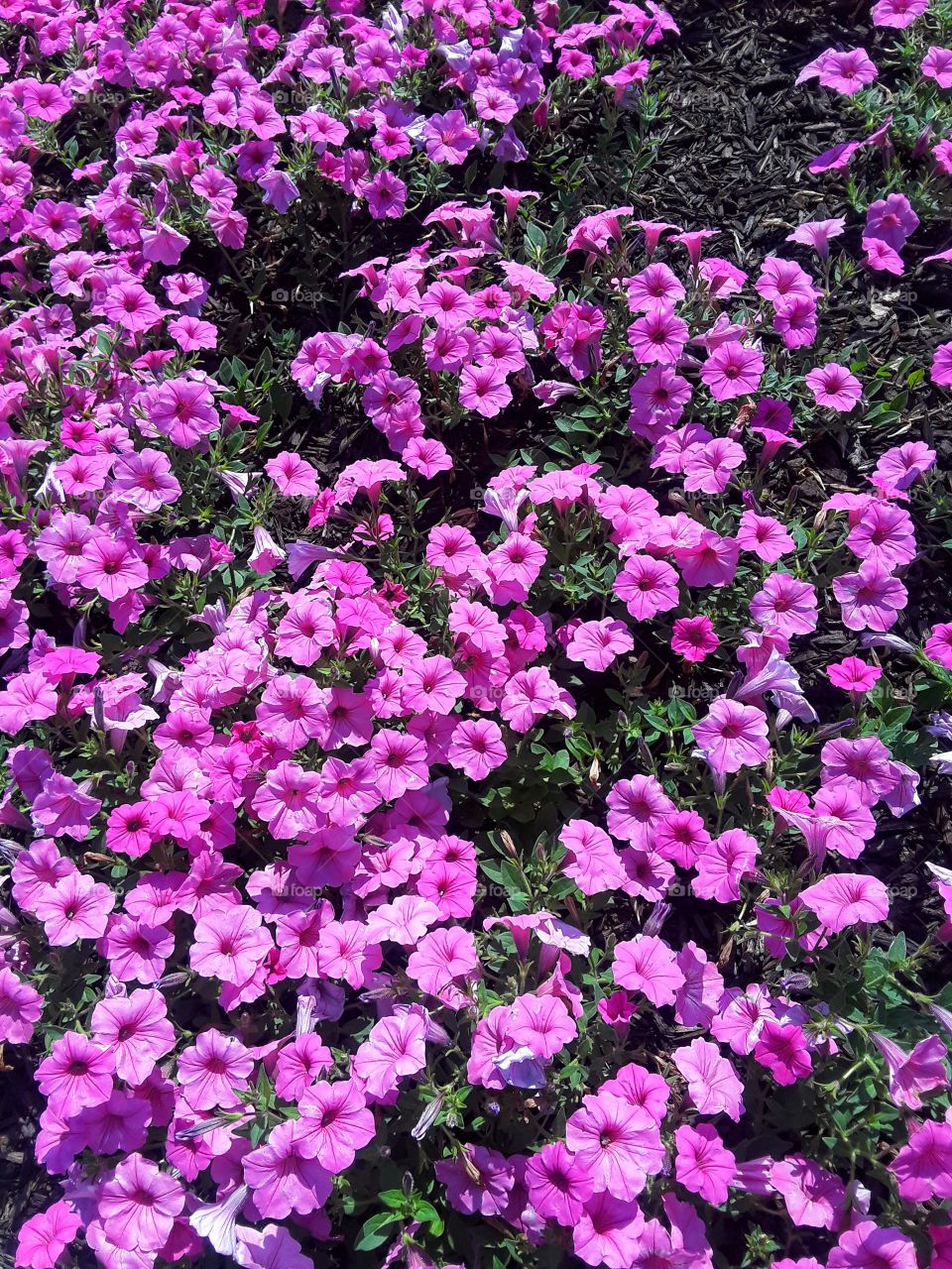 Purple Petunia Flowers In Grass