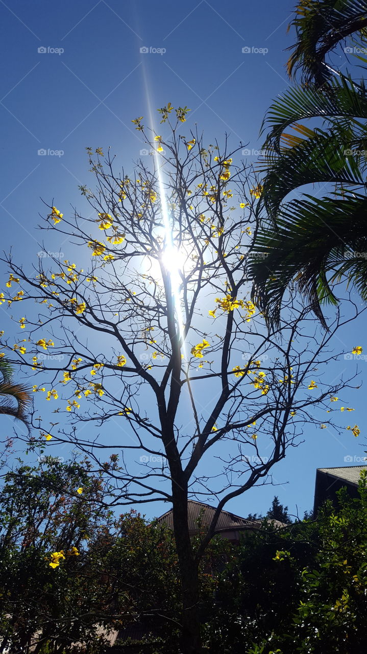 Flowering Tree