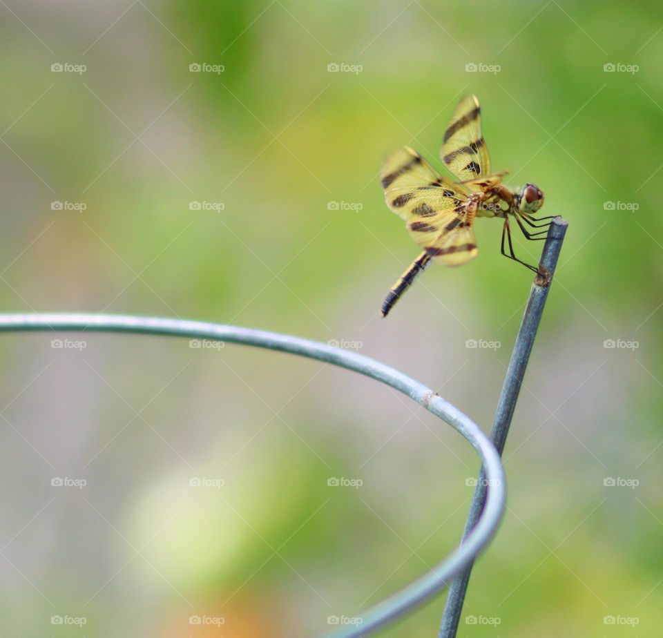 metal wire fence and the dragonfly on it