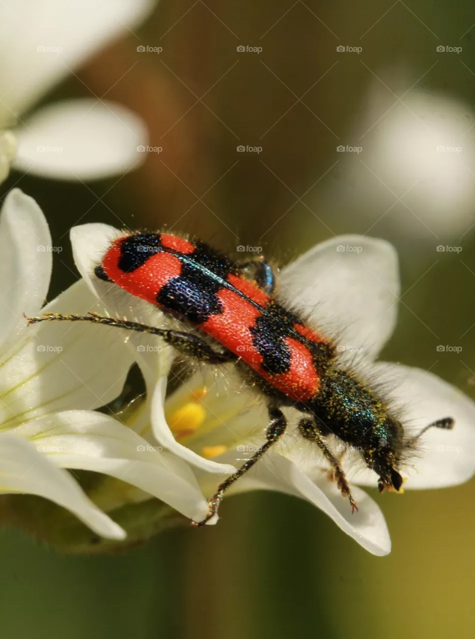 Käfer