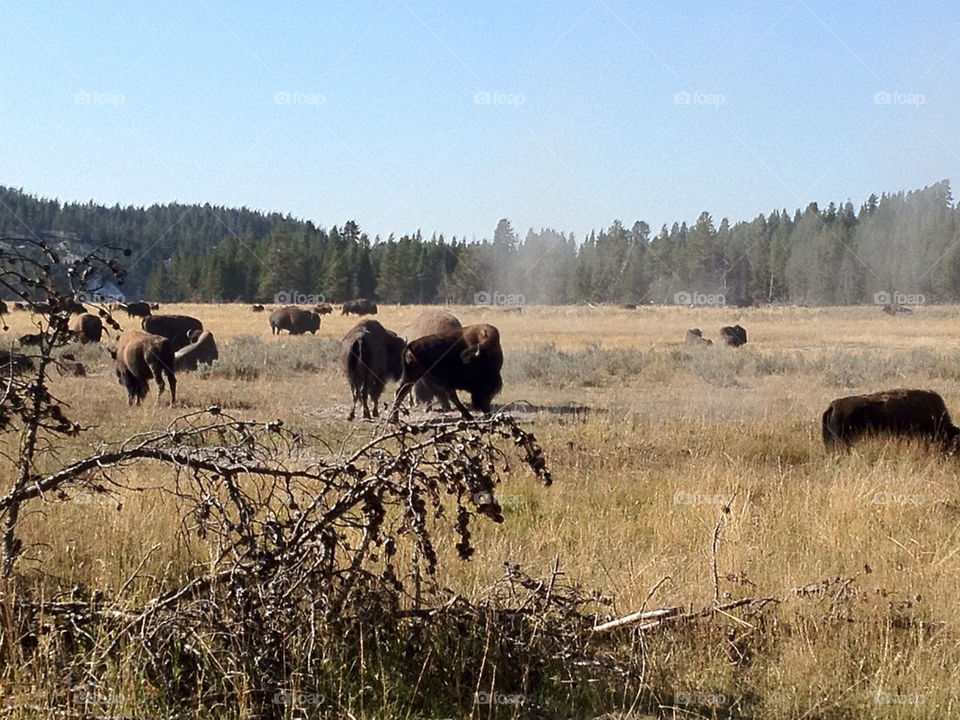 Bisons in Yellowstone NP