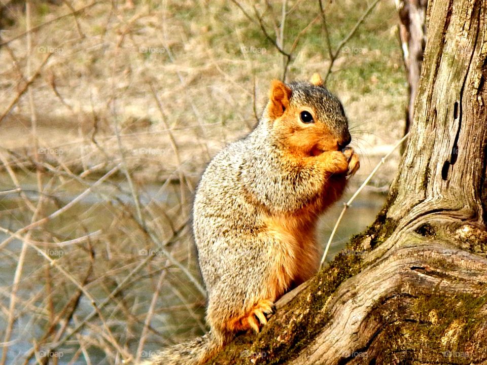 Squirrel by the river