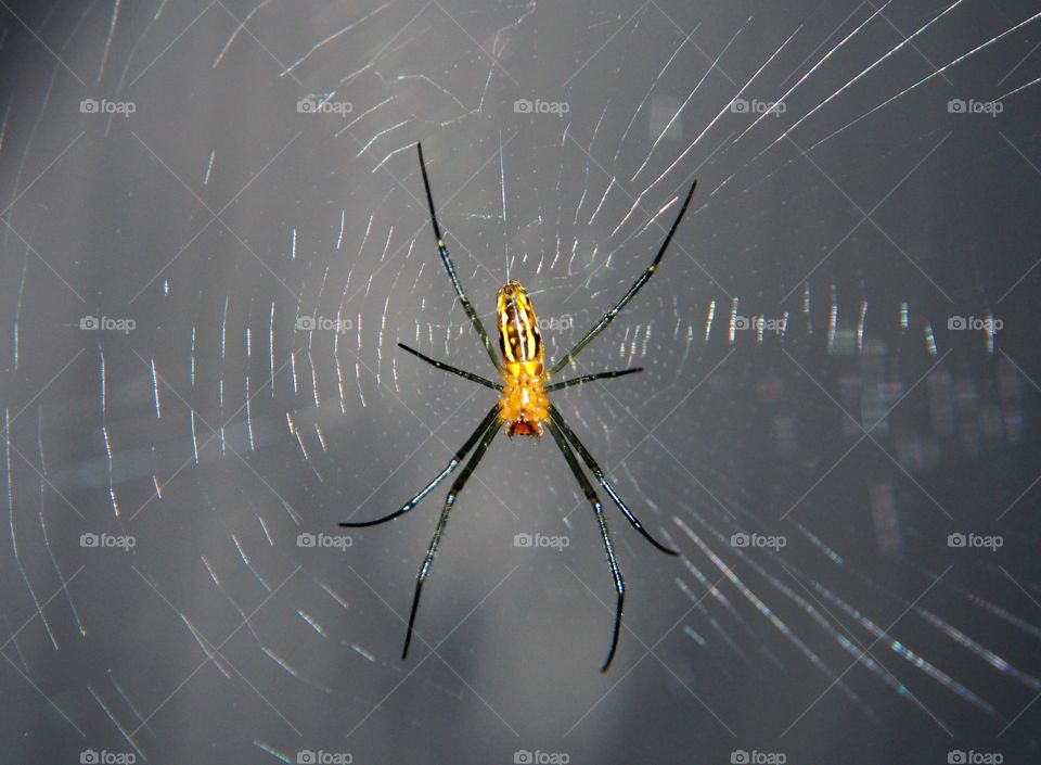 Golden orb spider