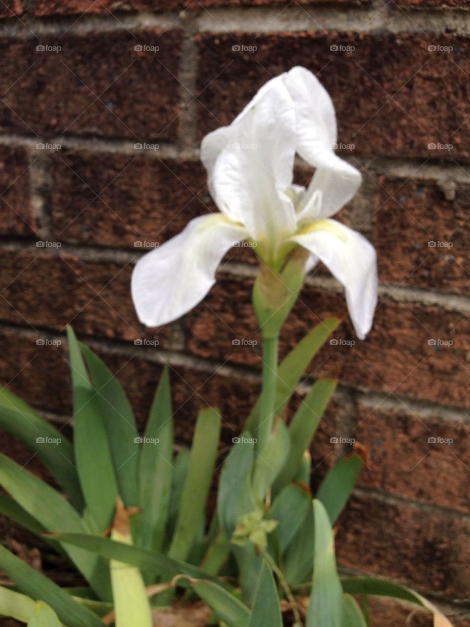 White iris