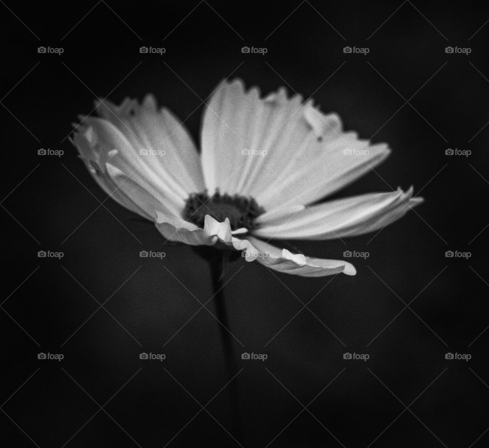 Black n white flower 