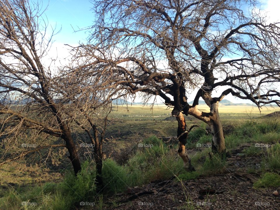 Trees in the Davis Mountains 