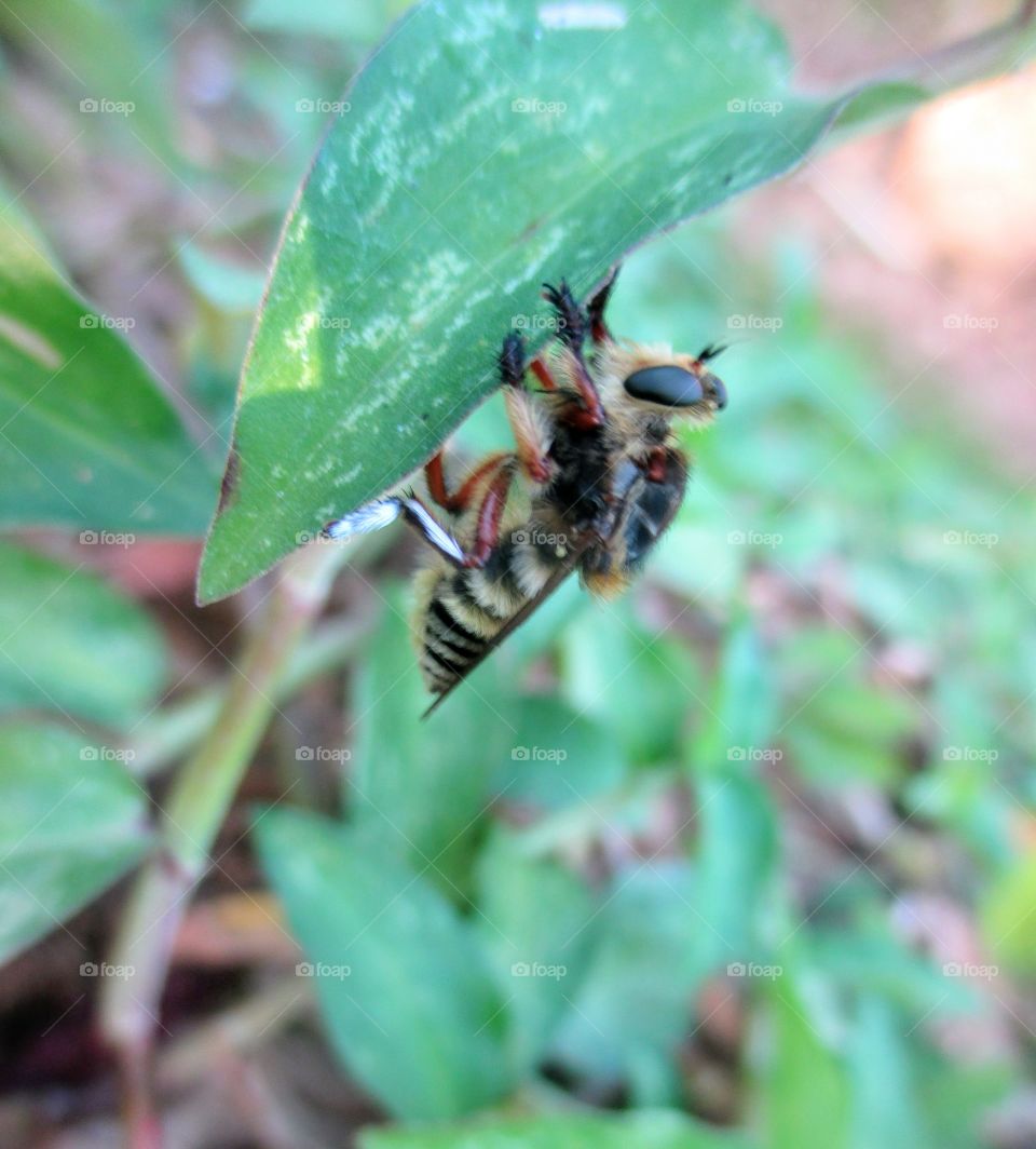 Robberfly