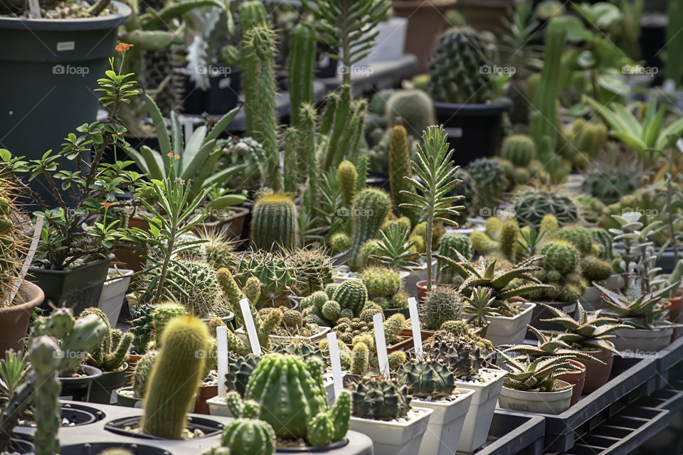 Many Small Cactus For decorative plant on table.