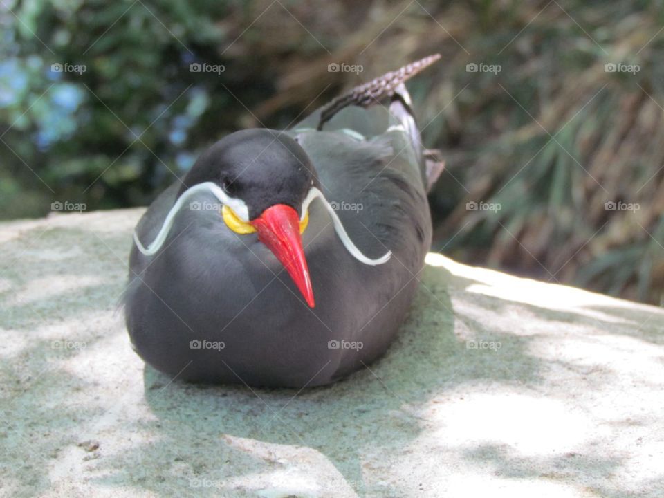 Male Inca Tern