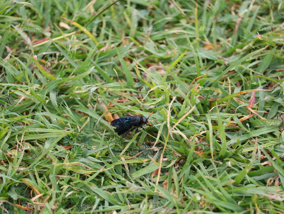 bee on grass eating