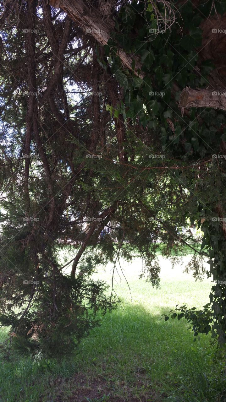 tree limbs and grass