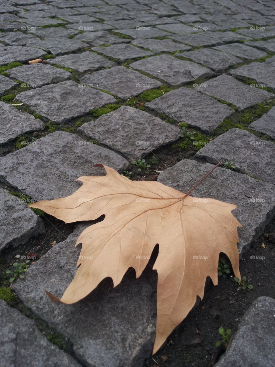 #autumn #leaves #macedonia