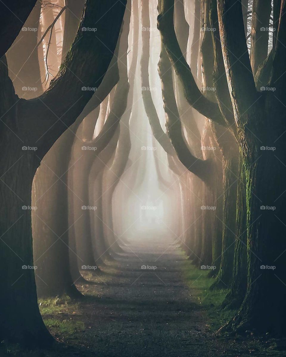 Mysterious tree tunnel