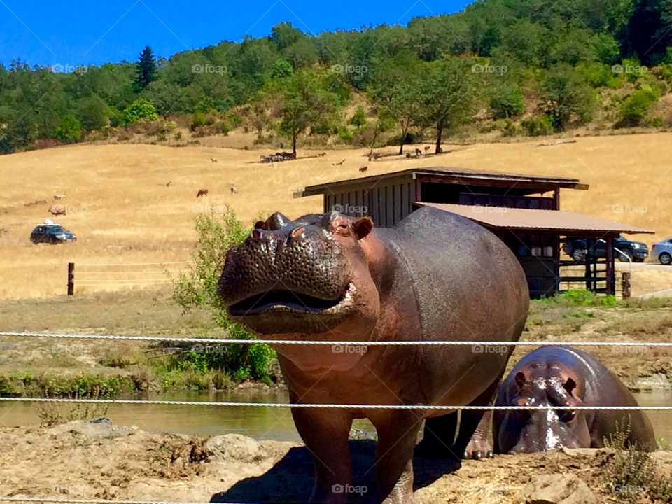 Hippopotamus standing near water