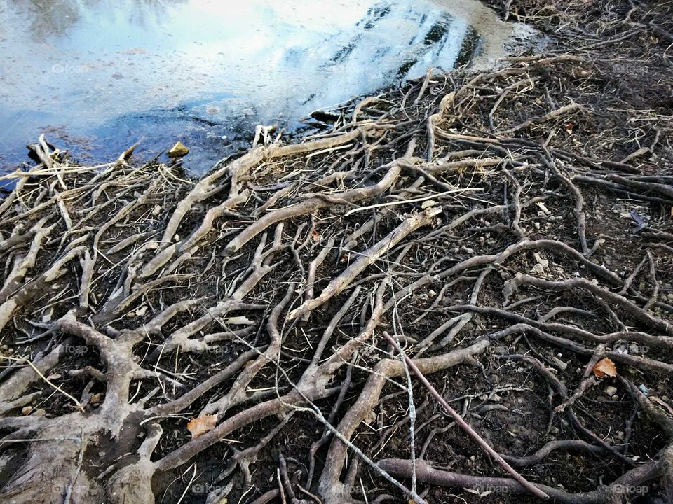 all the roots grow together as one