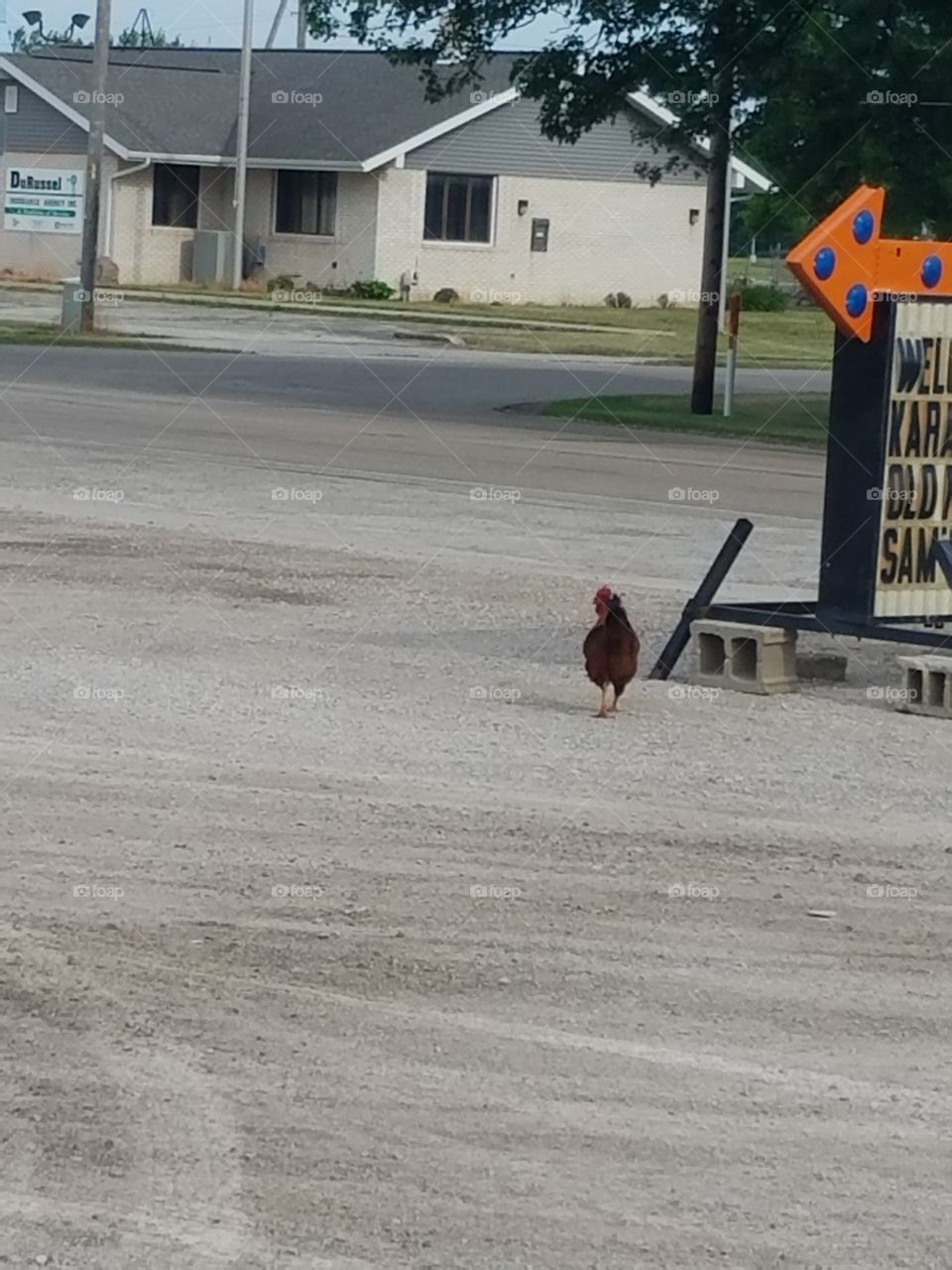 why did the chicken cross the rd