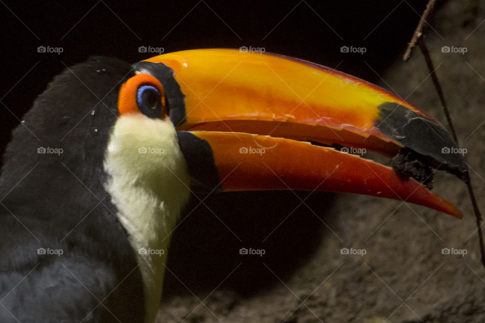 Toucan , bird with large orange beak 