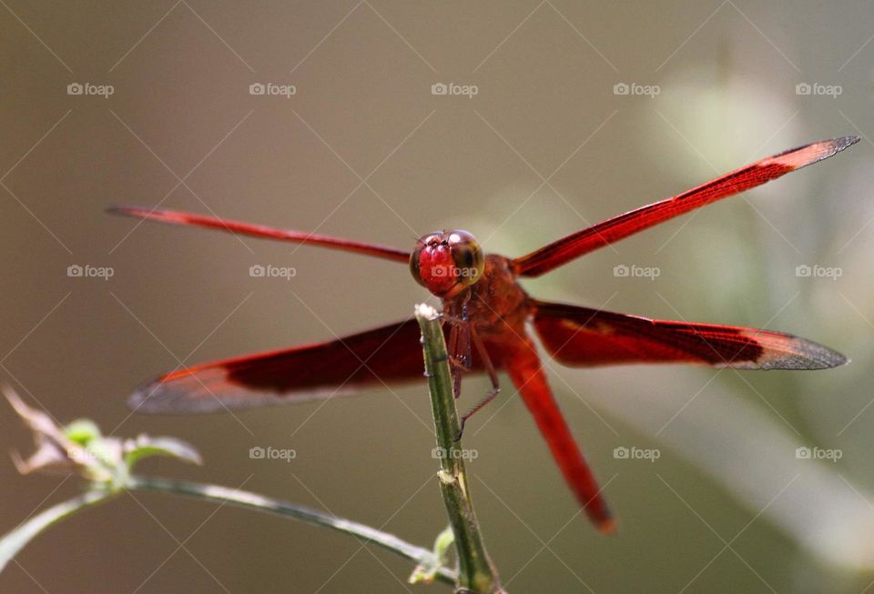 Indonesian - red winged dragonfly. Male Neurothemis to perch at the low grass . The site is not far from the river .