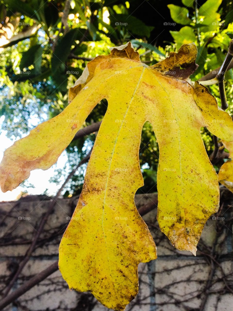 Fall leaf