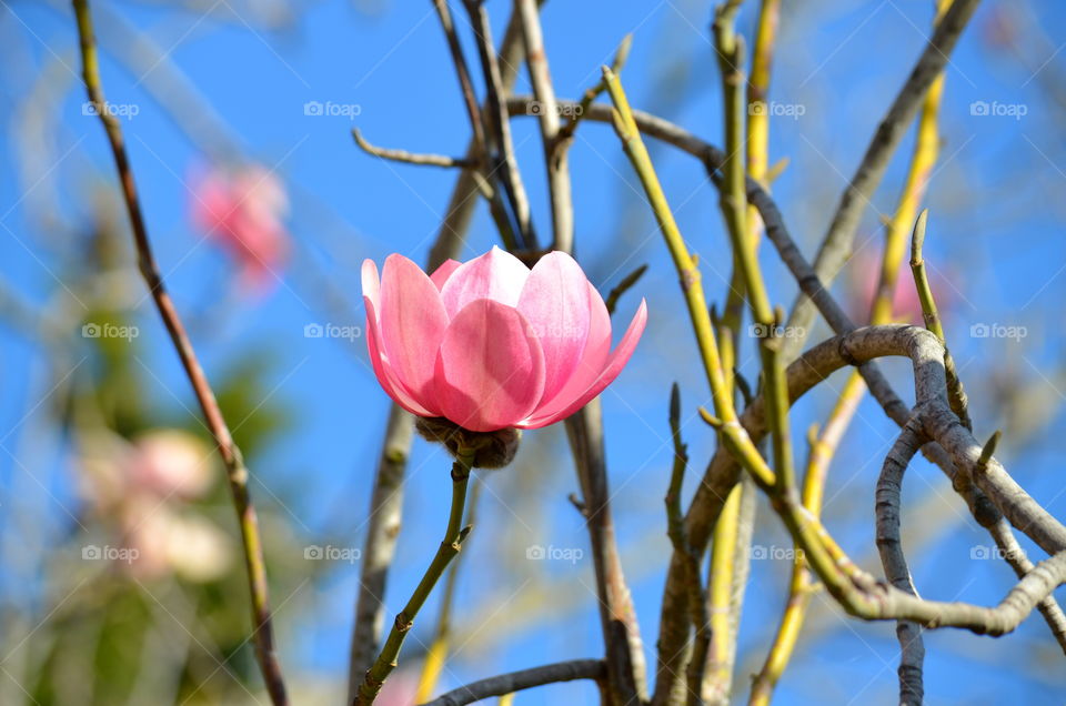 Close-up of pink flower