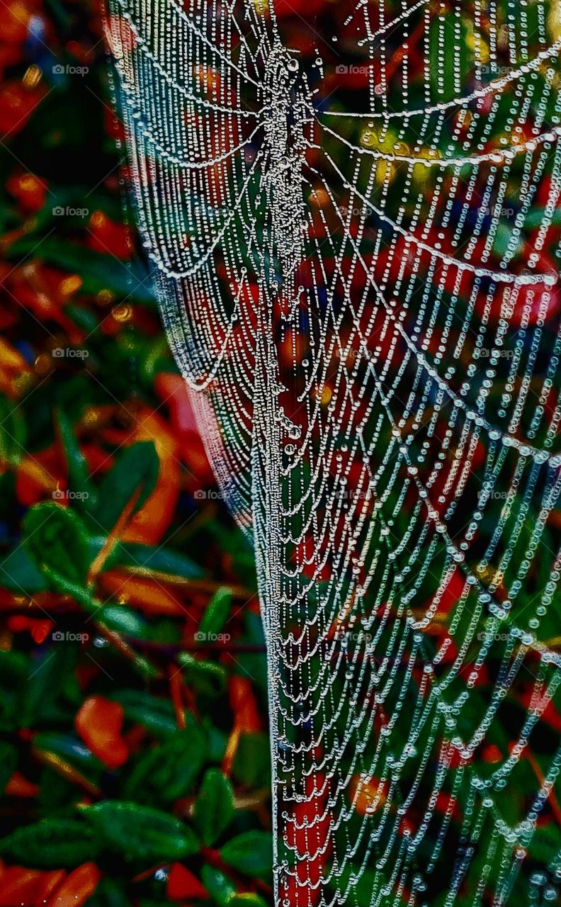 In fall i always looking at the amazing webs of the spiders.Admiration for the builders of the web.