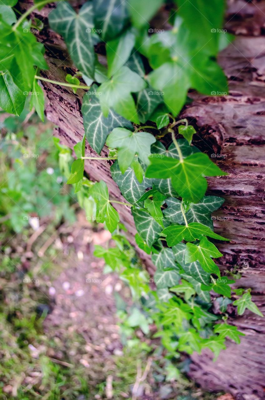 Tree Trunk in Vines
