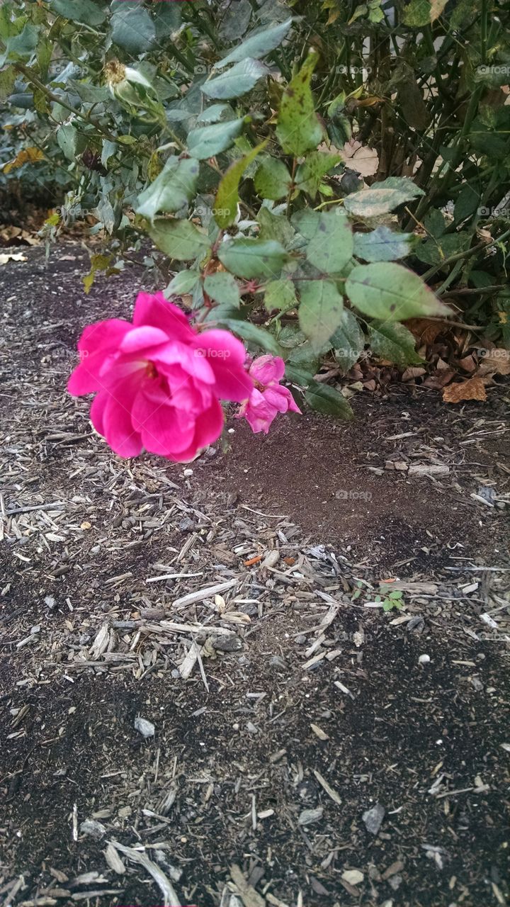 Flower, Nature, Garden, Flora, Leaf