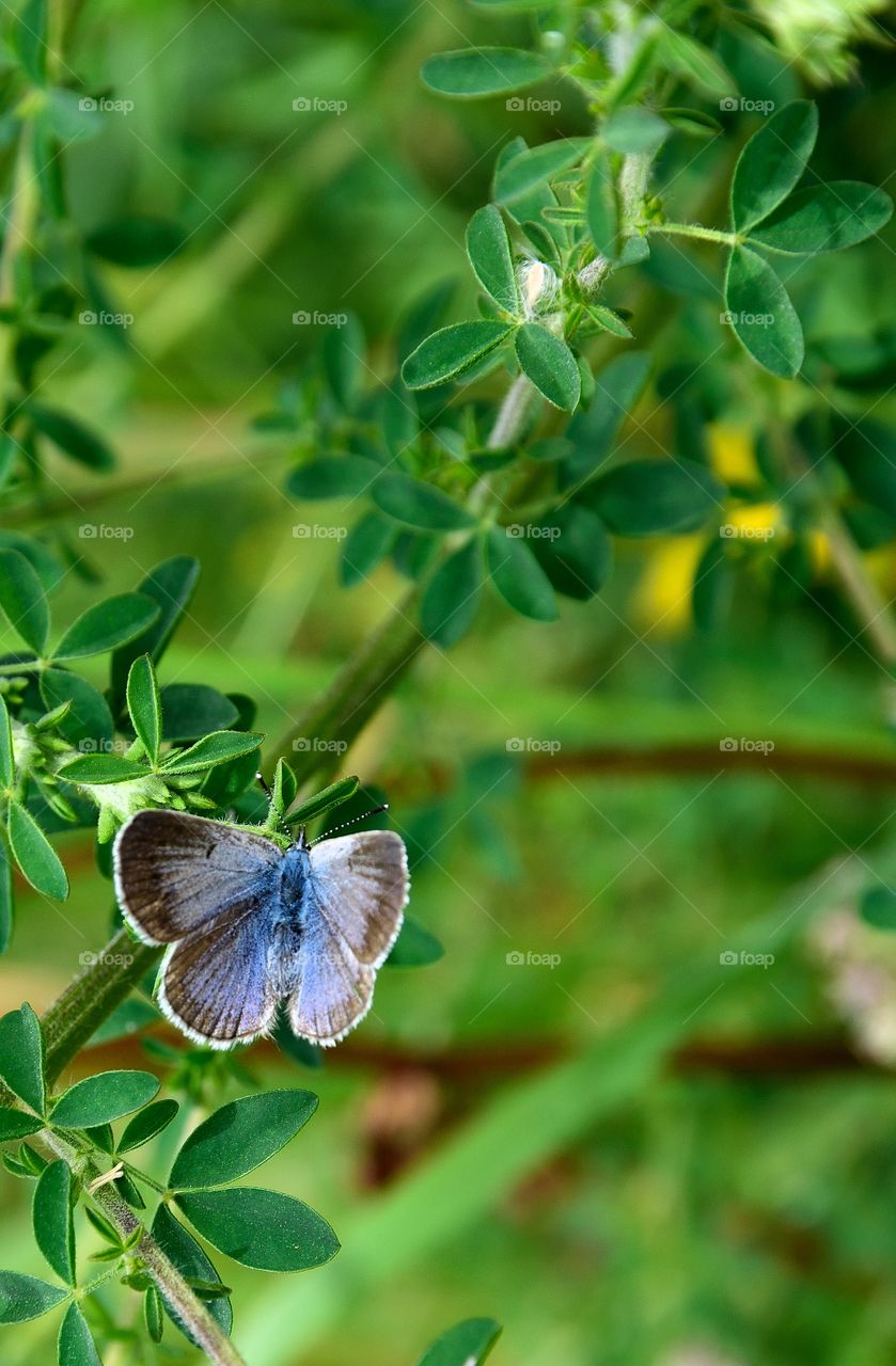 Closeup photo of a small blue butterfly on a bush