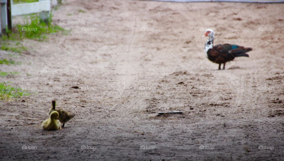 Mother watching over chicks