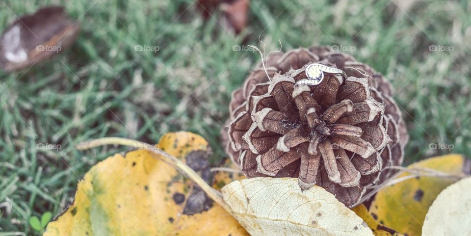 Pine cone and diamonds 